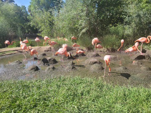 A group of pink flamingos standing in a muddy pond surrounded by greenery.
