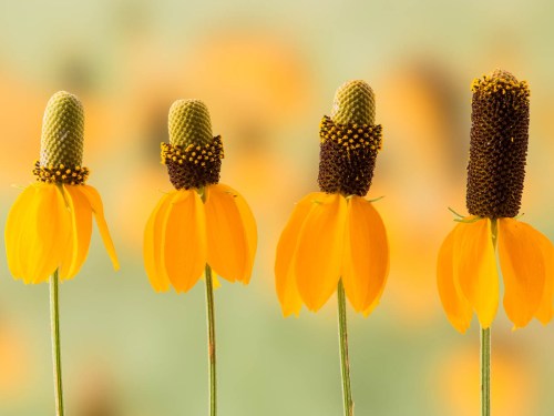 Four vibrant yellow flowers with distinct shapes and textures against a soft, blurred background.