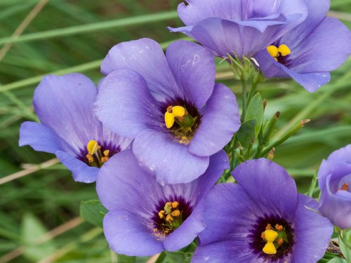 A cluster of vibrant purple flowers with yellow stamens, surrounded by green grass.