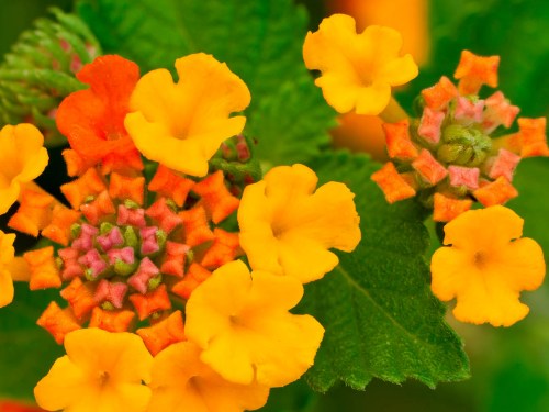 Close-up of vibrant yellow and orange flowers with green leaves, showcasing intricate petal shapes and clusters.
