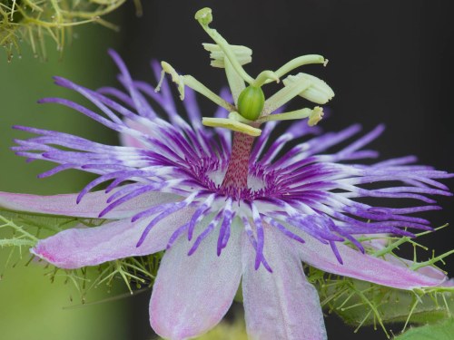 A close-up of a vibrant purple passionflower with intricate petals and a unique central structure.