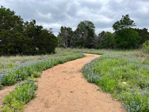 A winding dirt path through a field of blue wildflowers and green trees under a cloudy sky.