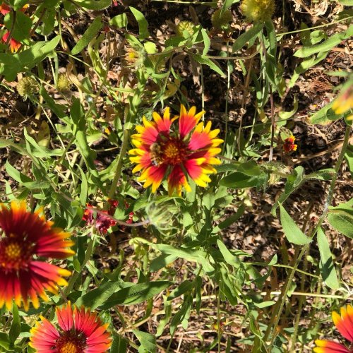 Vibrant red and yellow flowers surrounded by green foliage in a sunny outdoor setting.