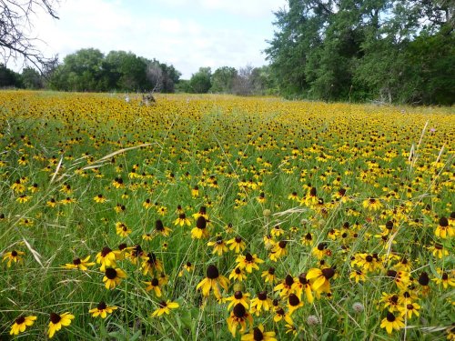 A vibrant field of yellow flowers with dark centers, surrounded by green grass and trees under a cloudy sky.