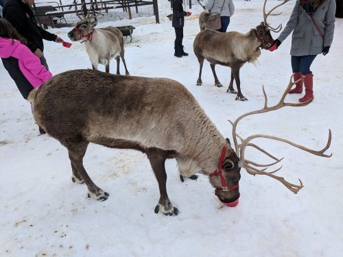A group of reindeer in the snow, with people interacting and holding their leashes in a winter setting.