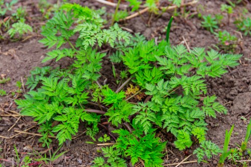 Green leafy plant growing in soil, surrounded by small weeds and grass.