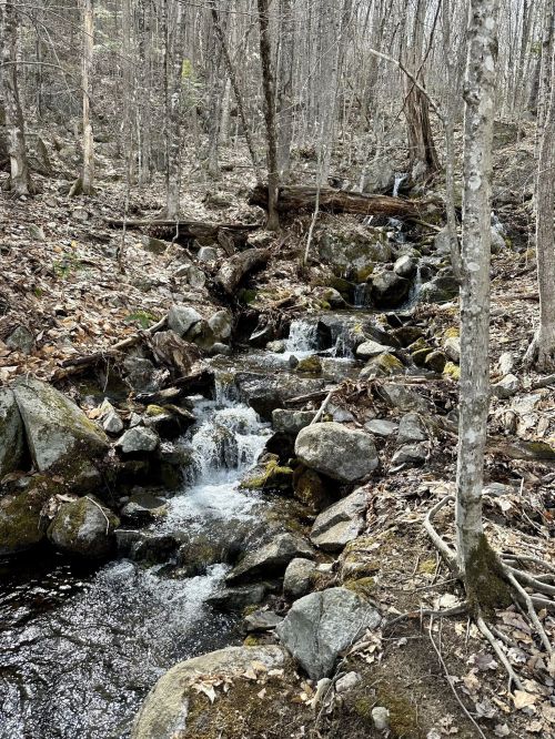 A serene forest scene featuring a small waterfall cascading over rocks, surrounded by trees and fallen leaves.