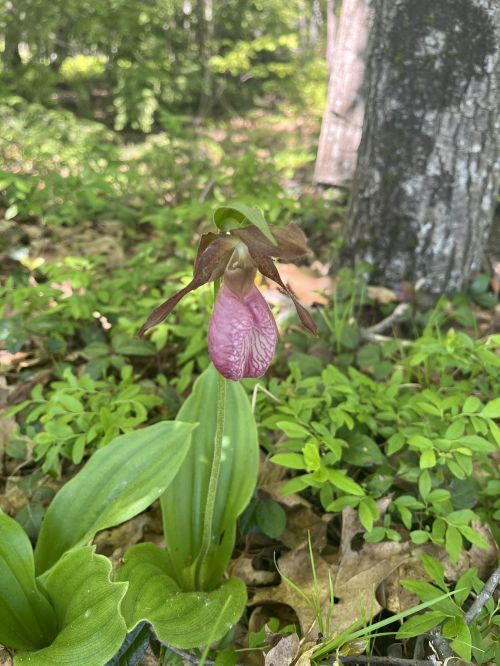 A pink and brown lady's slipper orchid blooms among green foliage in a forest setting.