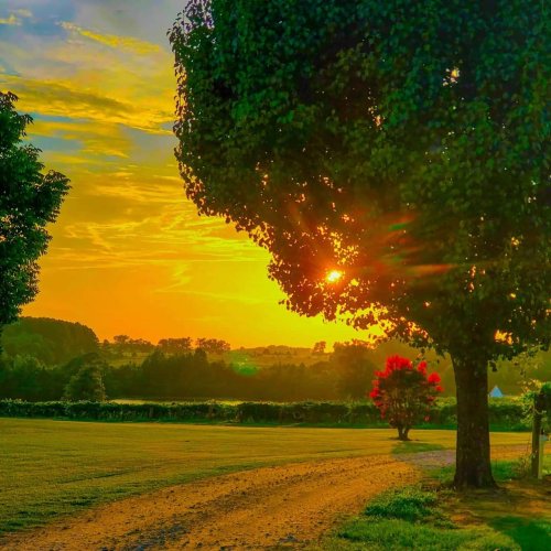 A vibrant sunset behind trees, casting warm light over a grassy field and distant hills.