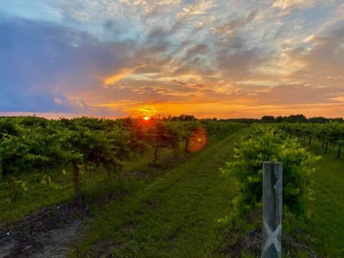 A vibrant sunset over a vineyard, with rows of grapevines and a lush green landscape.