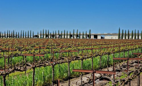 A lush vineyard with rows of grapevines and tall cypress trees under a clear blue sky.