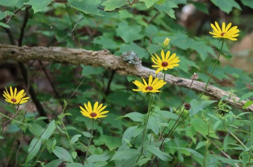 A cluster of bright yellow flowers with dark centers, surrounded by green leaves and a blurred background of foliage.