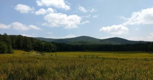 A wide field of yellow flowers under a blue sky, with mountains in the background and scattered clouds.