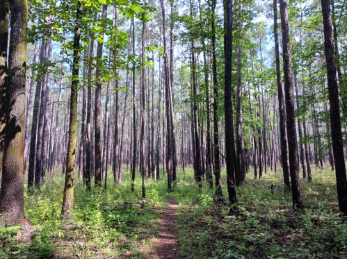 A serene forest scene with tall trees and a narrow path winding through lush greenery.
