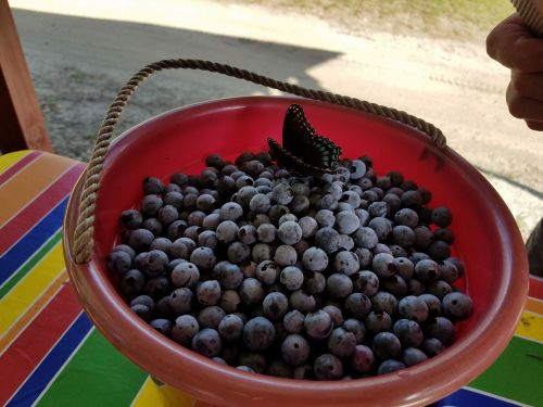 A bucket filled with blueberries, topped by a butterfly, resting on a colorful striped table.
