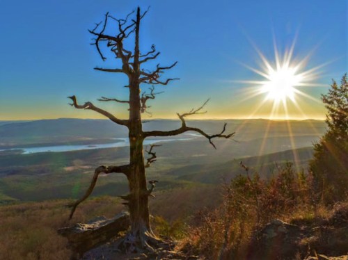 A barren tree stands on a rocky ledge, with a bright sun shining over a scenic valley and distant mountains.