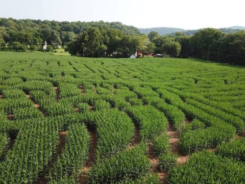 Aerial view of a lush green cornfield with rows of tall corn plants stretching across the landscape.