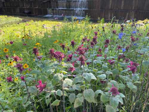 A vibrant garden with purple and yellow flowers in front of a wooden fence and a small waterfall in the background.