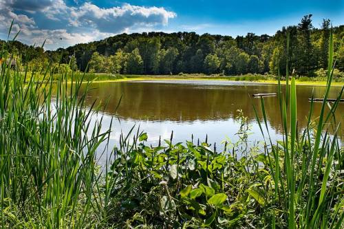 A serene pond surrounded by lush greenery and trees under a bright blue sky with scattered clouds.