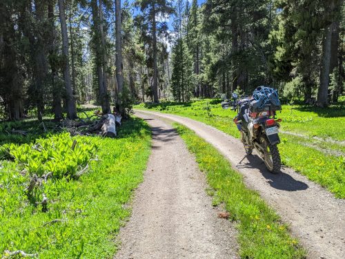 A dirt path through a lush green forest, with a motorcycle parked on the side surrounded by tall trees.