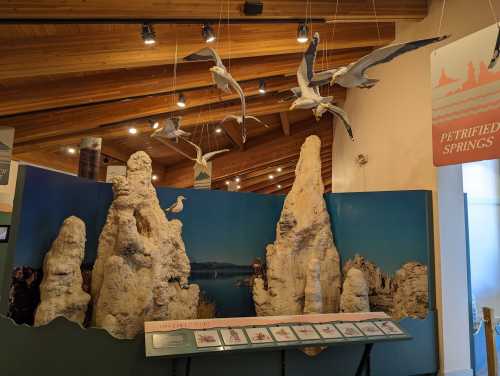 Display of rock formations with hanging seagulls in a museum setting, featuring informational panels about petrified springs.