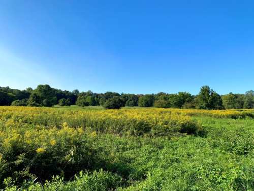 A vibrant field of yellow flowers under a clear blue sky, surrounded by lush green trees.