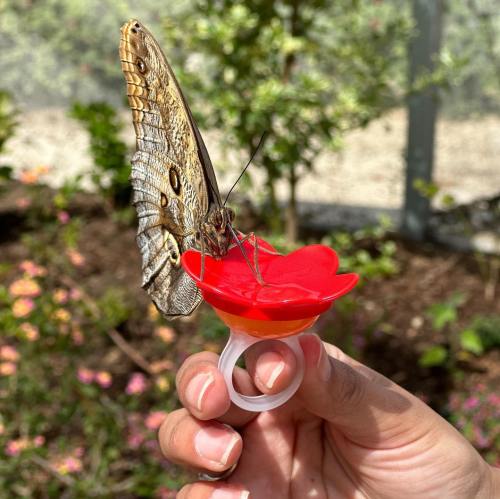A hand holds a red flower-shaped feeder with a butterfly perched on it, surrounded by greenery.