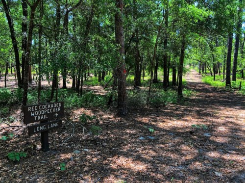 A wooded trail with a sign for "Red Cockaded Woodpecker Trail" pointing to the right, surrounded by trees and foliage.