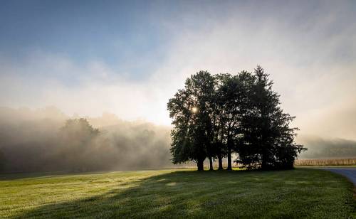 A serene landscape featuring a group of trees silhouetted against a misty morning sky.