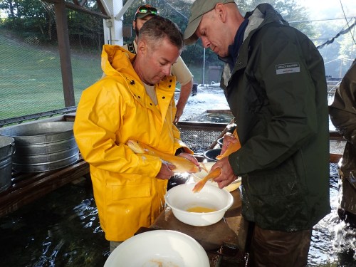 Two men in yellow and green jackets handle fish in a water tank, focused on their task in a fishery setting.