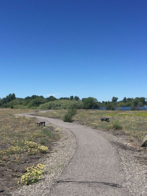 A winding path through a grassy area with trees and a lake under a clear blue sky.