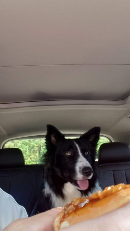 A black and white dog sits in a car, looking at a hand holding a treat.