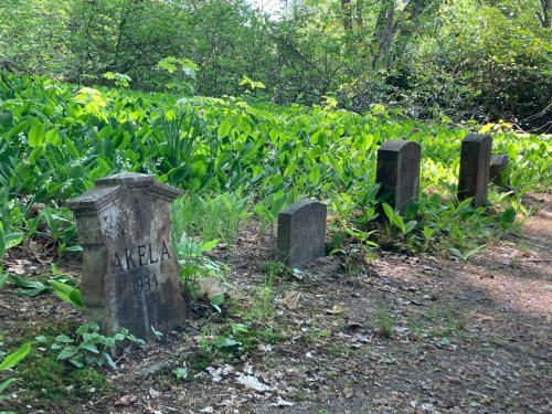 A serene graveyard scene with four weathered headstones surrounded by lush green foliage.