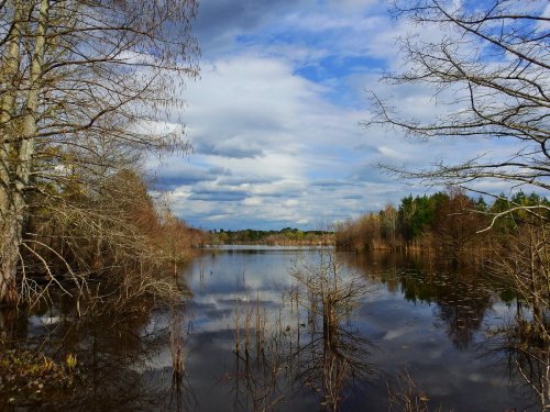 A serene landscape featuring a calm lake surrounded by trees and a cloudy sky, reflecting nature's tranquility.