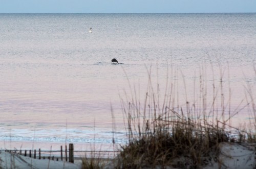 A serene beach scene at dusk, with a dolphin breaching the water and a person in the distance. Grassy dunes in the foreground.
