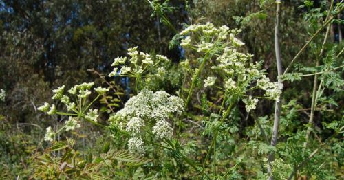 A cluster of small white flowers on green stems, surrounded by lush greenery in a natural setting.