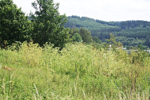 Lush green landscape with trees and hills under a cloudy sky, featuring tall grass and wildflowers in the foreground.