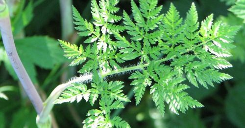Close-up of a vibrant green fern-like leaf with intricate, feathery leaflets against a blurred green background.