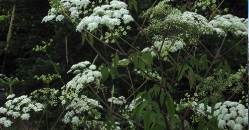 A cluster of white flowers blooming on green foliage, set against a dark, blurred background.