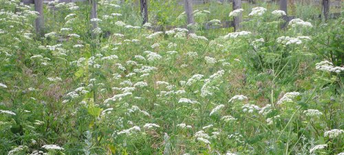 A field of white flowering plants surrounded by green grass and wooden posts in the background.