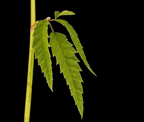 Close-up of a green plant stem with elongated, serrated leaves against a black background.