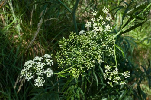 Delicate white flowers cluster on green stems, surrounded by lush green foliage in a natural setting.