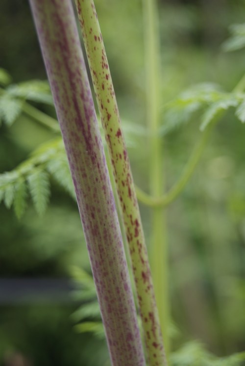 Close-up of two tall, slender plant stems with a mix of green and purple hues, surrounded by soft green foliage.