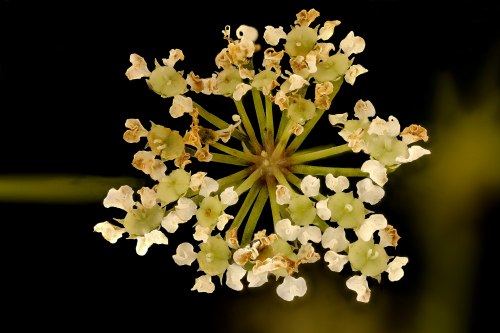 Close-up of a delicate flower cluster with small white and green blossoms against a dark background.