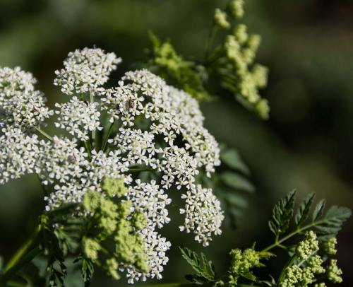 A close-up of delicate white flowers with green buds against a blurred green background.