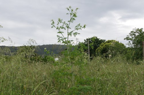 A young tree stands in a grassy field, with hills and trees in the background under a cloudy sky.