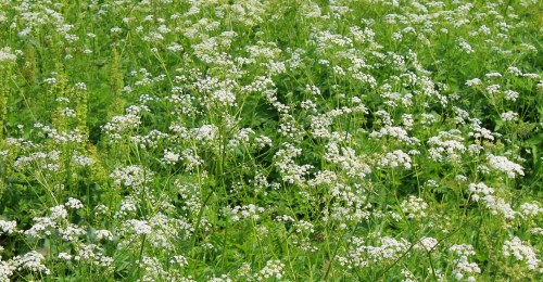 A lush green field filled with clusters of small white flowers among vibrant green foliage.