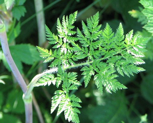Close-up of a vibrant green fern leaf with intricate, feathery leaflets against a blurred green background.