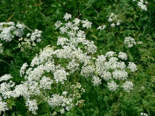A cluster of small white flowers blooming amidst green foliage.