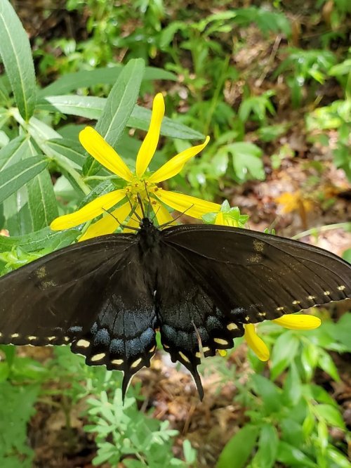 A black butterfly with blue accents perched on a bright yellow flower in a lush green environment.